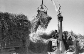 Silage in Almaty Region: Livestock Feed Preparation in the 1970s - photo 7