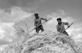 Silage in Almaty Region: Livestock Feed Preparation in the 1970s - photo 18