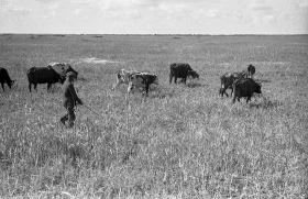 Silage in Almaty Region: Livestock Feed Preparation in the 1970s - photo 19