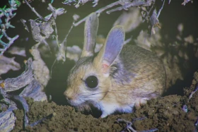 Қазақстанды мекендейтін дала аңдары туралы жаңа кітап шықты    https://kaz.inform.kz/news/kazakstandi-mekendeytn-dala-andari-turali-zhana-ktap-shikti-07906e/ - фото 4