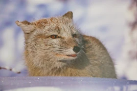 Қазақстанды мекендейтін дала аңдары туралы жаңа кітап шықты    https://kaz.inform.kz/news/kazakstandi-mekendeytn-dala-andari-turali-zhana-ktap-shikti-07906e/ - фото 5