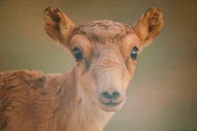 Қазақстанды мекендейтін дала аңдары туралы жаңа кітап шықты    https://kaz.inform.kz/news/kazakstandi-mekendeytn-dala-andari-turali-zhana-ktap-shikti-07906e/ - фото 8