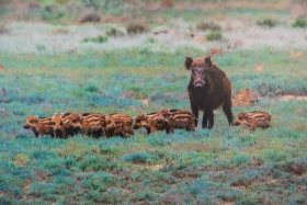 Қазақстанды мекендейтін дала аңдары туралы жаңа кітап шықты    https://kaz.inform.kz/news/kazakstandi-mekendeytn-dala-andari-turali-zhana-ktap-shikti-07906e/ - фото 9