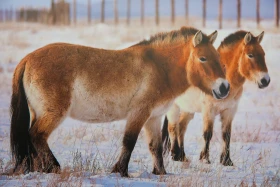 Қазақстанды мекендейтін дала аңдары туралы жаңа кітап шықты    https://kaz.inform.kz/news/kazakstandi-mekendeytn-dala-andari-turali-zhana-ktap-shikti-07906e/ - фото 10