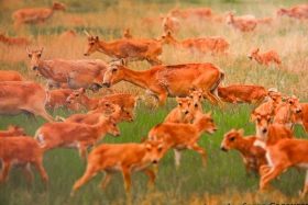 Қазақстанды мекендейтін дала аңдары туралы жаңа кітап шықты    https://kaz.inform.kz/news/kazakstandi-mekendeytn-dala-andari-turali-zhana-ktap-shikti-07906e/ - фото 11