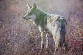 Қазақстанды мекендейтін дала аңдары туралы жаңа кітап шықты    https://kaz.inform.kz/news/kazakstandi-mekendeytn-dala-andari-turali-zhana-ktap-shikti-07906e/ - фото 12