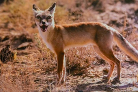 Қазақстанды мекендейтін дала аңдары туралы жаңа кітап шықты    https://kaz.inform.kz/news/kazakstandi-mekendeytn-dala-andari-turali-zhana-ktap-shikti-07906e/ - фото 13