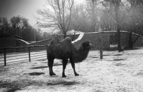 Almaty Zoo in the 1980s: Growth, Rare Animals, and New Enclosures - photo 1