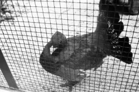 1980-жылдардағы Алматы хайуанаттар бағы: даму кезеңі, сирек аңдар және жаңа қоршаулар - фото 2