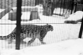 1980-жылдардағы Алматы хайуанаттар бағы: даму кезеңі, сирек аңдар және жаңа қоршаулар - фото 3