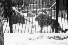 1980-жылдардағы Алматы хайуанаттар бағы: даму кезеңі, сирек аңдар және жаңа қоршаулар - фото 5