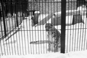 1980-жылдардағы Алматы хайуанаттар бағы: даму кезеңі, сирек аңдар және жаңа қоршаулар - фото 6