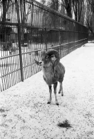 1980-жылдардағы Алматы хайуанаттар бағы: даму кезеңі, сирек аңдар және жаңа қоршаулар - фото 7