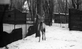 1980-жылдардағы Алматы хайуанаттар бағы: даму кезеңі, сирек аңдар және жаңа қоршаулар - фото 8