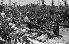 How Apples Were Harvested in the Mountains of Alma-Ata — A Glimpse into Labor Traditions - photo 1