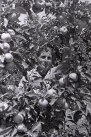 Алматы тауларында алма жинау қалай өтті - еңбек тарихы - фото 2