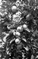 Алматы тауларында алма жинау қалай өтті - еңбек тарихы - фото 3