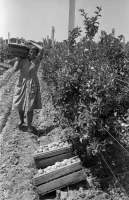 Алматы тауларында алма жинау қалай өтті - еңбек тарихы - фото 4