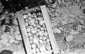 Алматы тауларында алма жинау қалай өтті - еңбек тарихы - фото 5