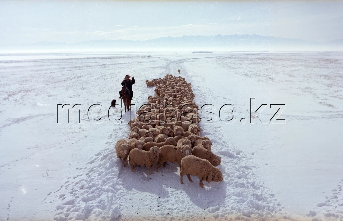 Отара овец в зимней степи - фото 1