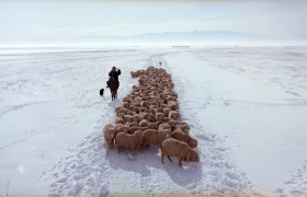Отара овец в зимней степи - фото 1