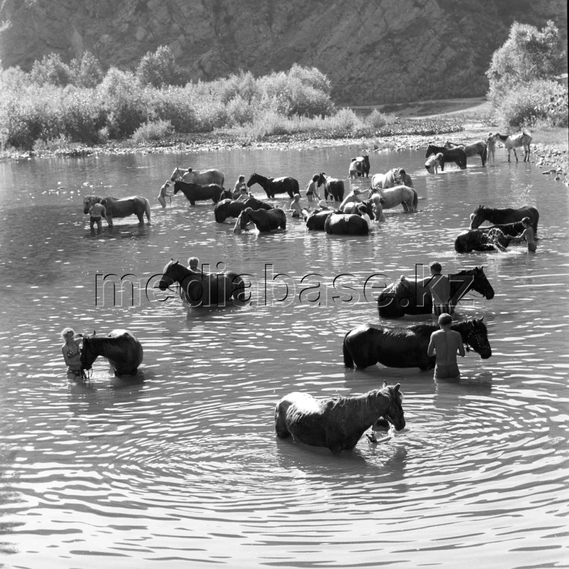 Жылқыларды өзенде суға түсіру сәті - фото 1