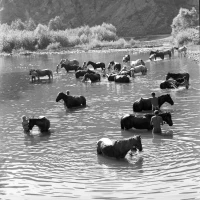 Купание лошадей в реке - фото 1