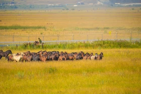 «Іли аспан жылқылары» мәдени-туристік фестивалі - фото 4