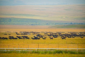 «Іли аспан жылқылары» мәдени-туристік фестивалі - фото 11