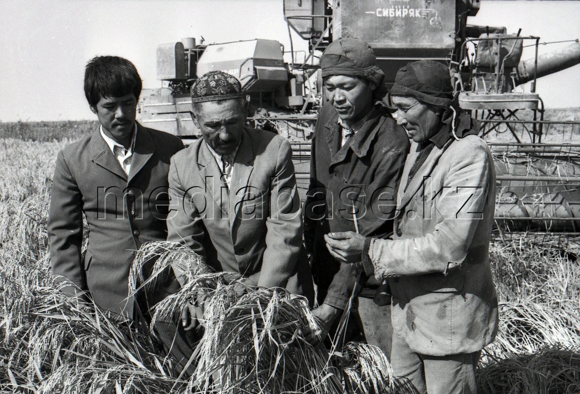 Wheat Harvest - photo 1