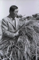 Wheat Harvest - photo 4