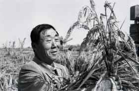 Wheat Harvest - photo 8