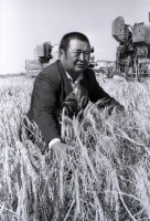 Wheat Harvest - photo 10