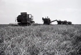 Wheat Harvest - photo 11