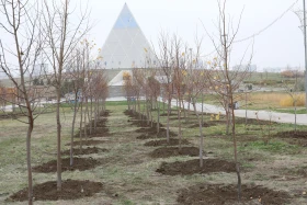 Қазақстандық және шетелдік дипломаттар астанада ағаш отырғызды - фото 16