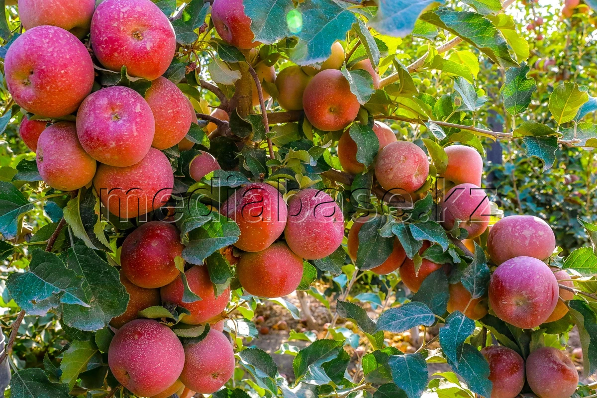 Kazakhstan is reviving the legendary aport apple - photo 1