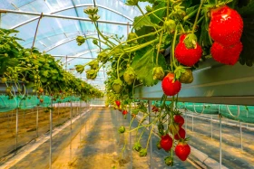 Kazakhstan is reviving the legendary aport apple - photo 12