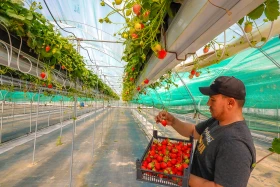 Kazakhstan is reviving the legendary aport apple - photo 13