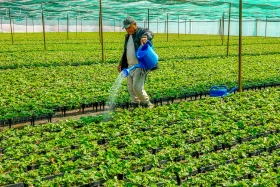 Kazakhstan is reviving the legendary aport apple - photo 14