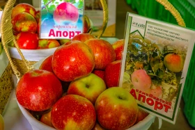 Kazakhstan is reviving the legendary aport apple - photo 8