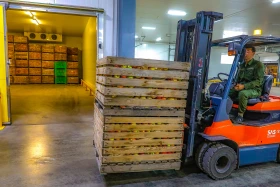 Kazakhstan is reviving the legendary aport apple - photo 3