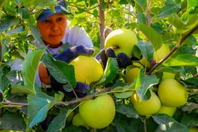 Kazakhstan is reviving the legendary aport apple - photo 2