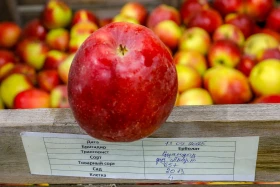 Kazakhstan is reviving the legendary aport apple - photo 7