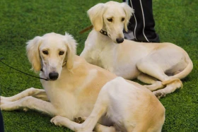 Алматыда тазы тұқымының ең үздігі анықталады - фото 2