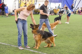 Алматыда тазы тұқымының ең үздігі анықталады - фото 3