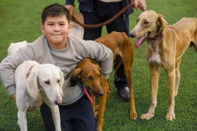 Алматыда тазы тұқымының ең үздігі анықталады - фото 4