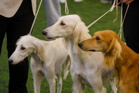 Алматыда тазы тұқымының ең үздігі анықталады - фото 5