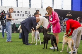 Алматыда тазы тұқымының ең үздігі анықталады - фото 6