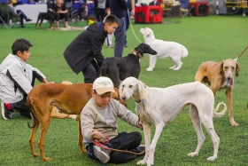 Алматыда тазы тұқымының ең үздігі анықталады - фото 7