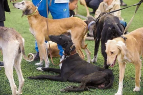 Алматыда тазы тұқымының ең үздігі анықталады - фото 8